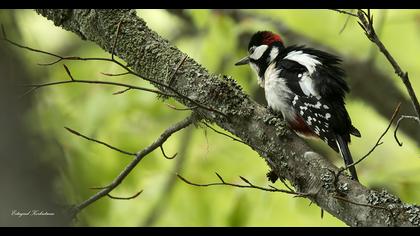 Orman alaca ağaçkakanı