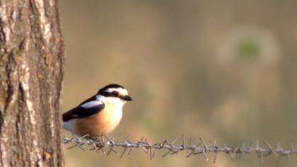 Maskeli örümcekkuşu