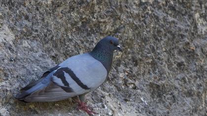 Kaya güvercini