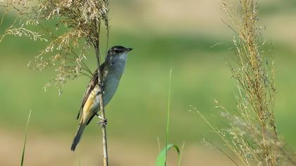 Büyük kamışçın