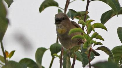 Sarıboğazlı serçe