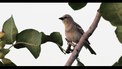 Sarıboğazlı serçe