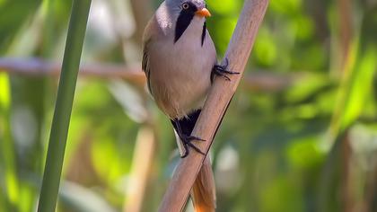 Bıyıklı baştankara
