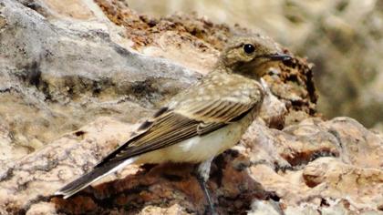 Karakulaklı kuyrukkakan