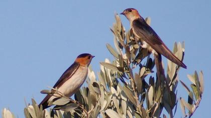 Kızıl kırlangıç