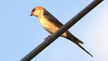 Kızıl kırlangıç