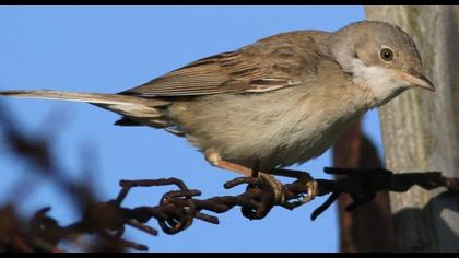 Akgerdanlı ötleğen