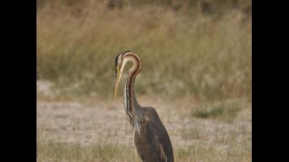 Erguvani balıkçıl