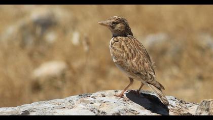 Türkistan çorak toygarı