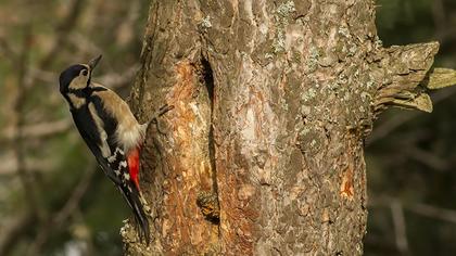 Orman alaca ağaçkakanı