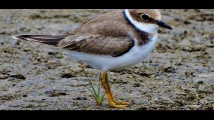 Halkalı küçük cılıbıt