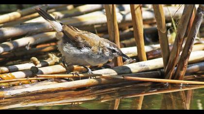 Bıyıklı kamışçın
