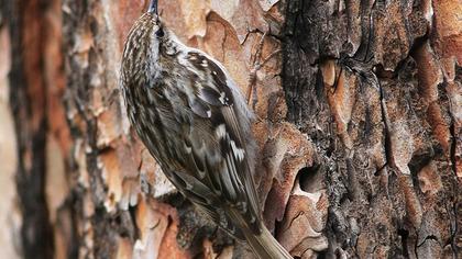 Orman tırmaşıkkuşu