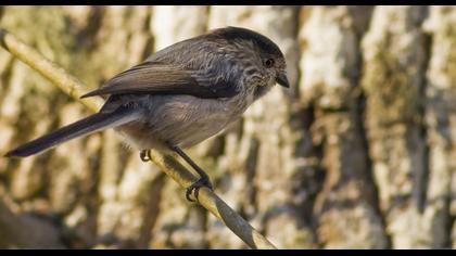 Uzunkuyruklu baştankara