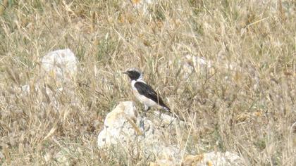 Karakulaklı kuyrukkakan