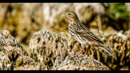 Kızılgerdanlı incirkuşu