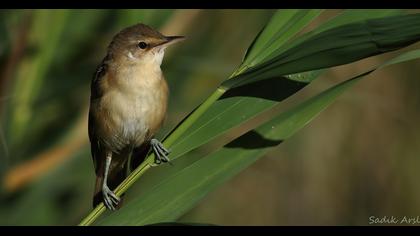 Büyük kamışçın