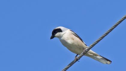 Karaalınlı örümcekkuşu