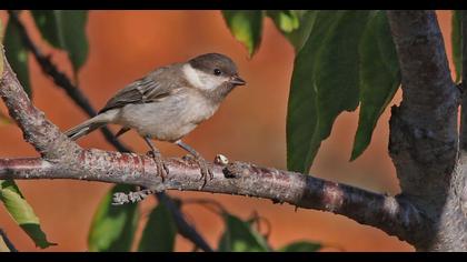 Akyanaklı baştankara