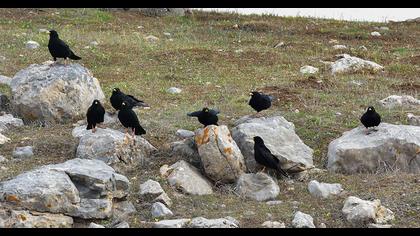 Sarıgagalı dağ kargası