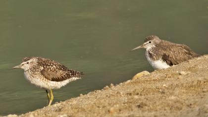 Orman düdükçünü