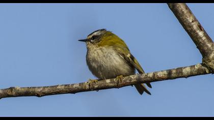 Sürmeli çalıkuşu