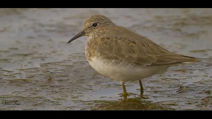 Sarıbacaklı kumkuşu