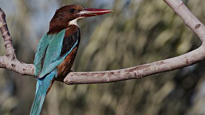 İzmir yalıçapkını