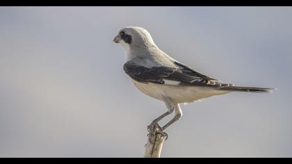 Karaalınlı örümcekkuşu