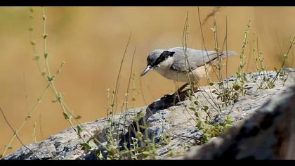 Büyük kaya sıvacısı
