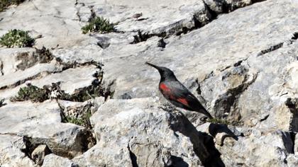 Duvar tırmaşıkkuşu