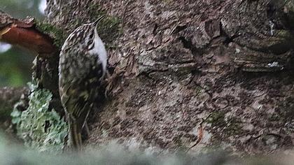 Orman tırmaşıkkuşu