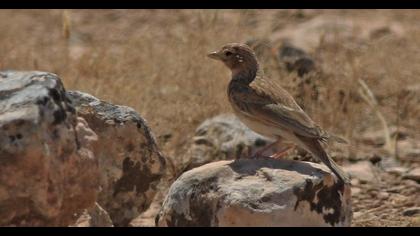 Türkistan çorak toygarı