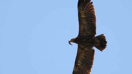 Küçük orman kartalı