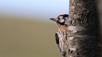 Küçük ağaçkakan