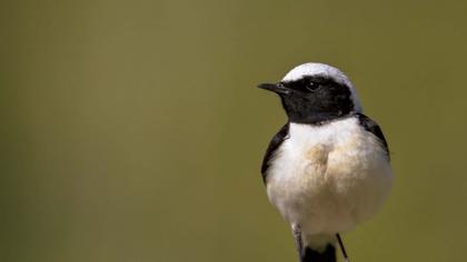 Black-eared Wheatear