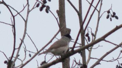 Karabaşlı ötleğen