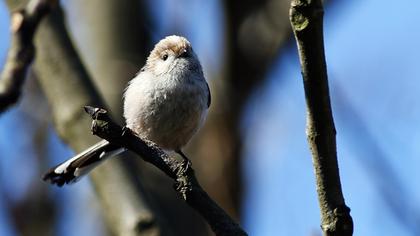 Uzunkuyruklu baştankara