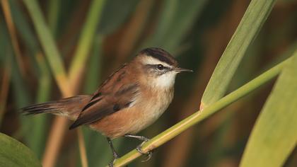 Bıyıklı kamışçın