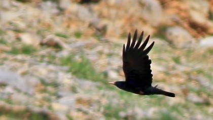 Kırmızıgagalı dağ kargası