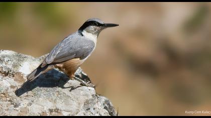 Büyük kaya sıvacısı