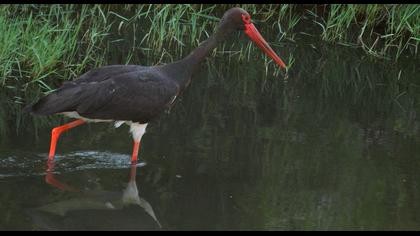 Black Stork