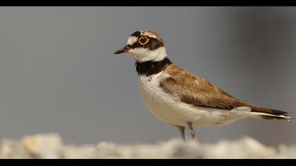 Halkalı küçük cılıbıt