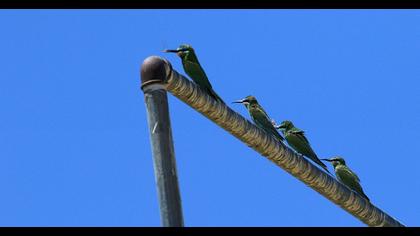 Blue-cheeked Bee-eater