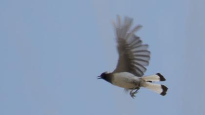Aksırtlı kuyrukkakan
