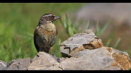 Sürmeli dağbülbülü