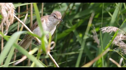 Büyük kamışçın