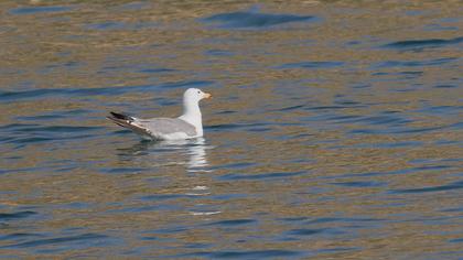 Van gölü martısı