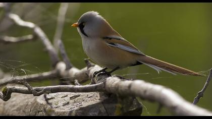 Bıyıklı baştankara