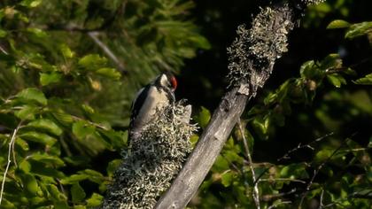 Orman alaca ağaçkakanı